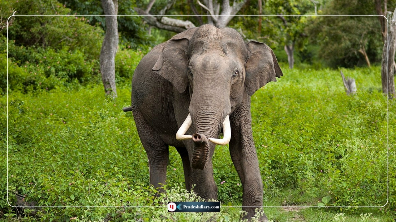 सर्लाहीमा जंगली हात्तीको आतंक : स्थानीय त्रसित