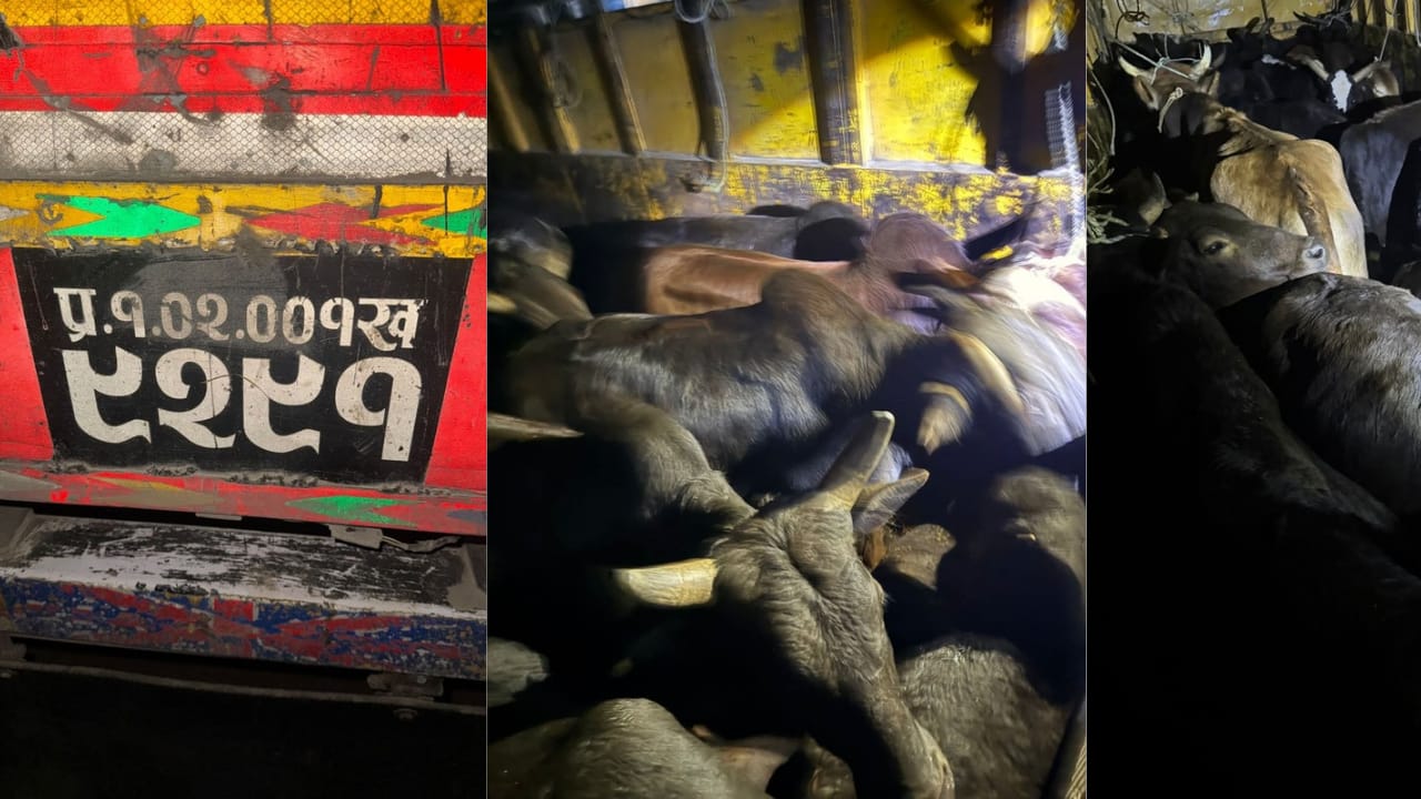 बर्दिबासमा २५ गोरु तस्करी प्रकरण: जेनजी युवाको सक्रियताले खुल्यो अवैध सञ्जाल